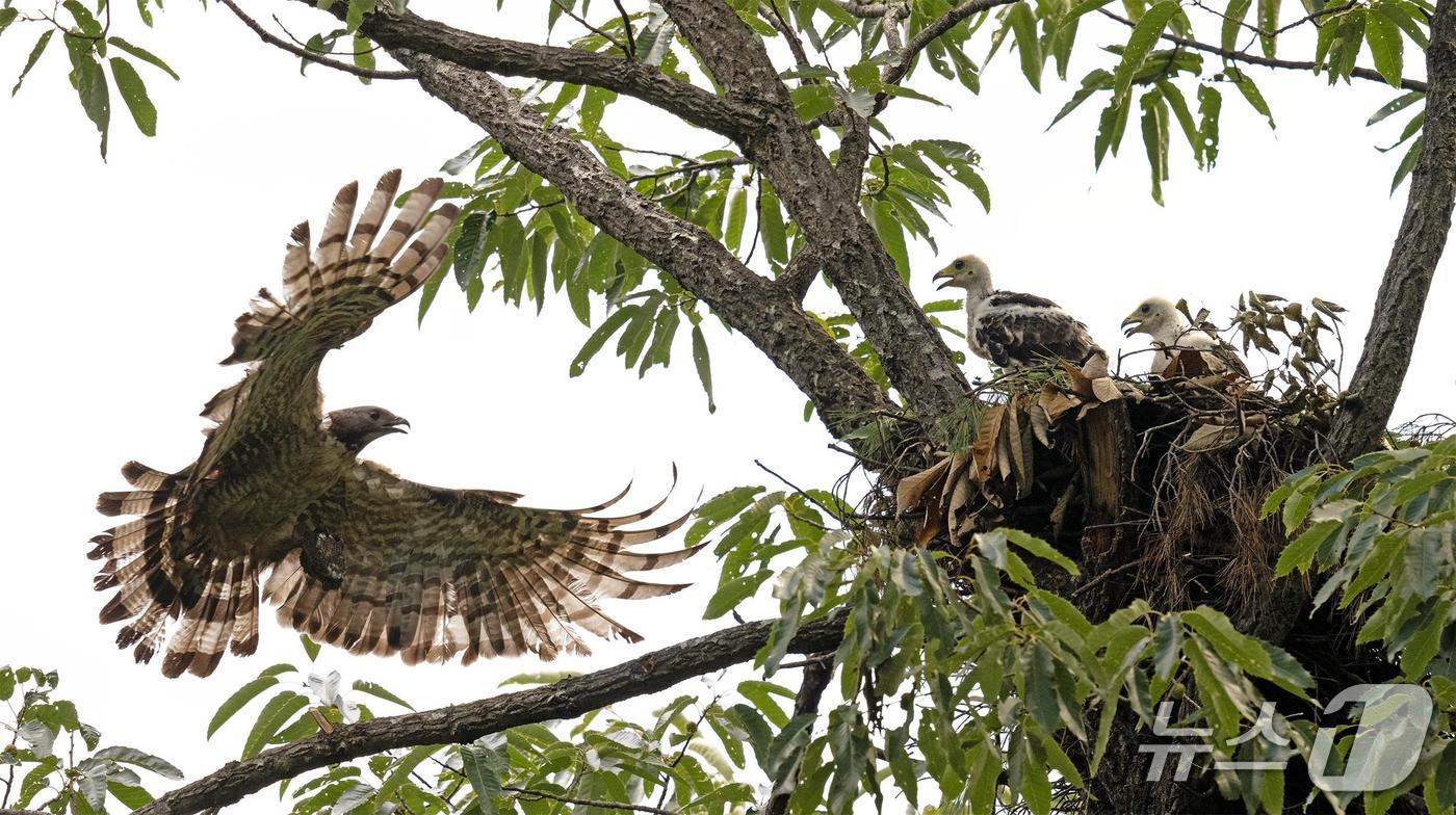 양양생태사진연구회가 강원 양양 백두대간 일대에서 포착한 벌매와 번식 모습 &#40;양양군 제공, 재판매 및 DB 금지&#41; 2025.8.20/뉴스1