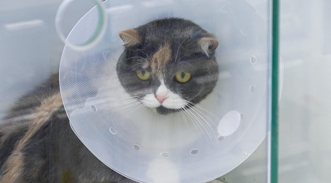 본문 이미지 - 신장 파열과 요관 결석으로 수술 받고 인공 요관을 장착한 고양이 &#39;뽀솜이&#39;&#40;월드펫동물메디컬센터 제공&#41; ⓒ 뉴스1