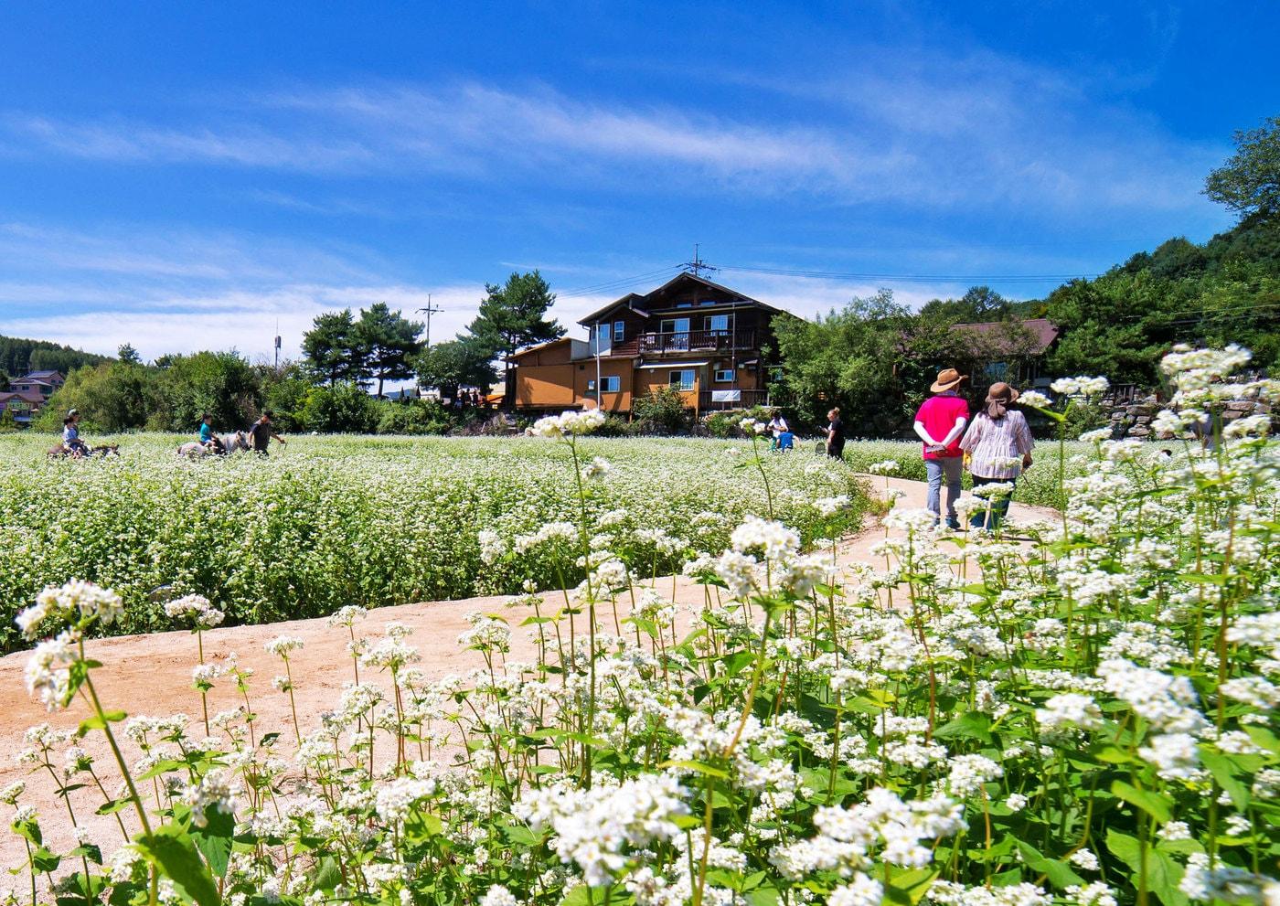 평창 효석문화제 개최 장소 전경.&#40;코레일관광개발 제공&#41;