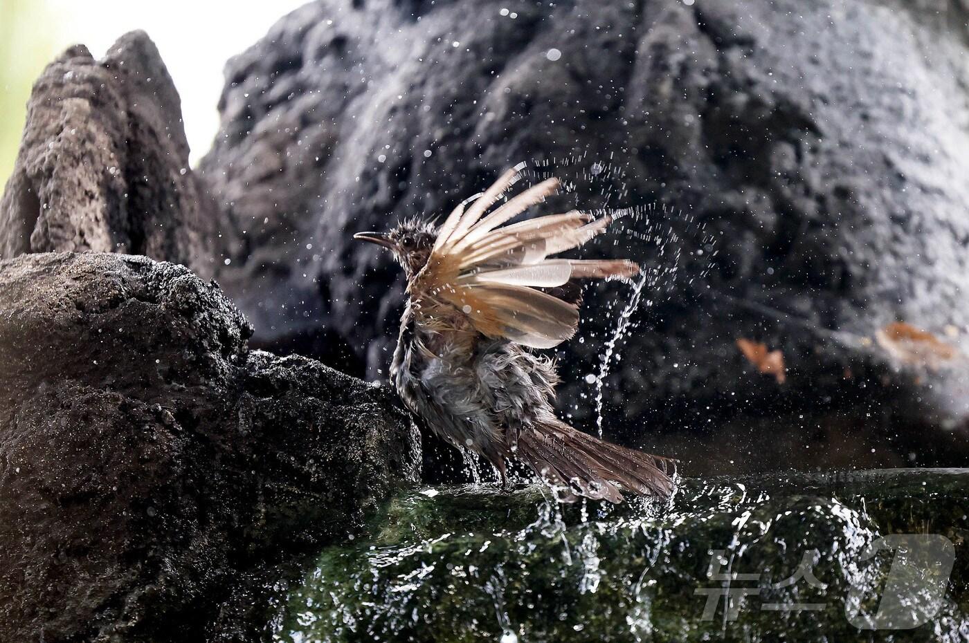 광주 북구청 광장 물레방아 조형물에 직박구리가 날아와 날개에 물을 적시며 더위를 식히고 있다. &#40;광주 북구 제공. 재판매 및 DB 금지&#41; 2025.8.20/뉴스1 ⓒ News1 박지현 기자
