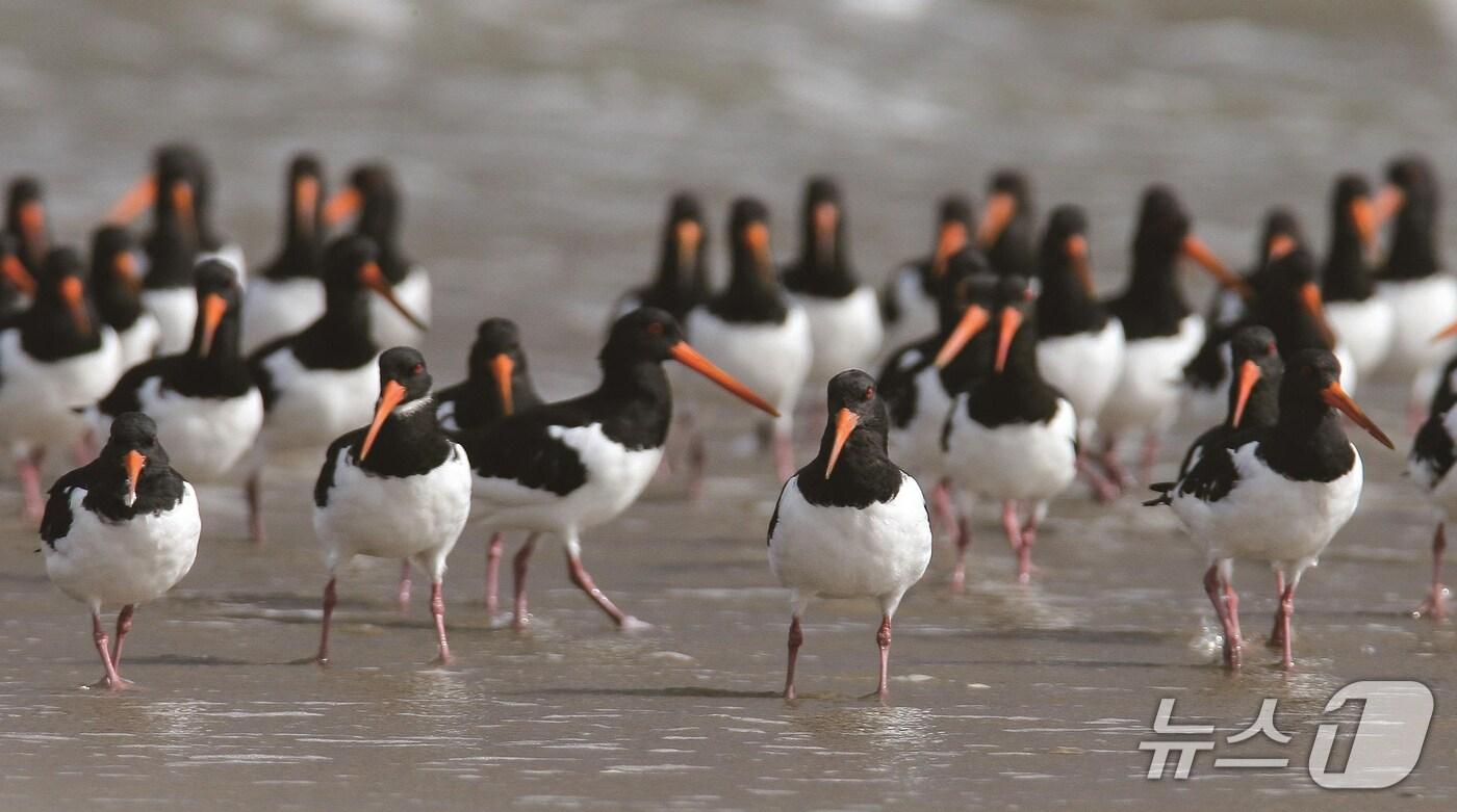 서천군, 서천갯벌 세계유산 학습여행 운영. (서천군 제공. 재판매 및 DB금지)2025.8.20/뉴스1