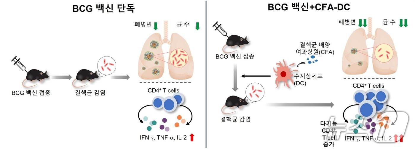 BCG 백신 단독 마우스 그룹보다 수지상세포 병용 그룹에서 결핵 백신 효과가 뛰어났다.&#40;연세의료원 제공&#41;