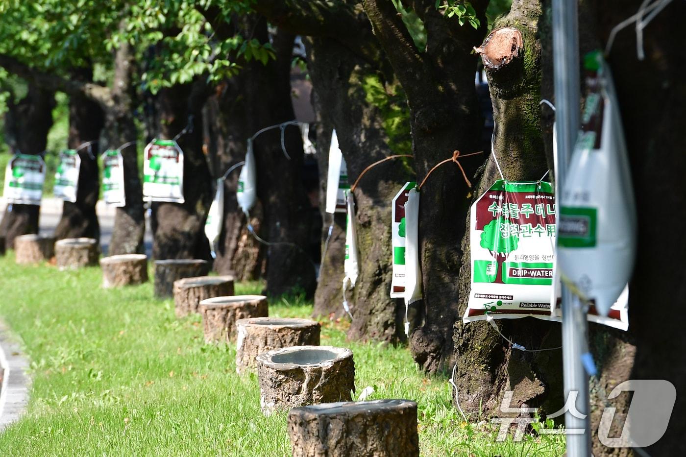 21일 경북 경주시 보문단지로 들어가는 입구에 있는 가로수에 물주머니가 매달려 있다. 경주시는 오는 10월 말 경주에서 열리는 APEC 2025 정상회의 개최를 앞두고 회의장 주변에 대한 환경을 재정비하고 있다. ⓒ News1 최창호 기자