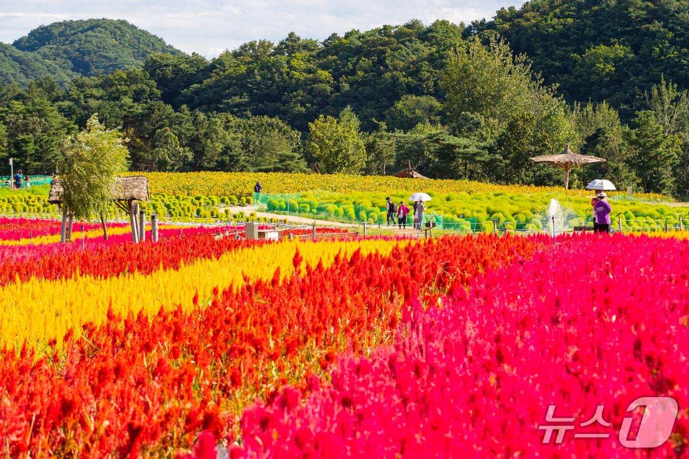 강원 철원 고석정 꽃밭 가을 시즌 개장.(철원군 제공, 재판매 및 DB금지)