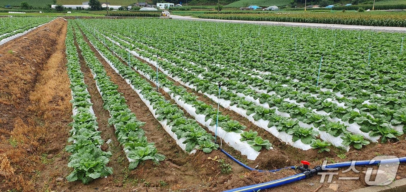 강원 정선군의 준 고랭지 지역에 대한 여름배추 안정생산 체계구축 시범사업 자료사진. (정선군 제공. 재판매 및 DB금지) 2025.8.21/뉴스1
