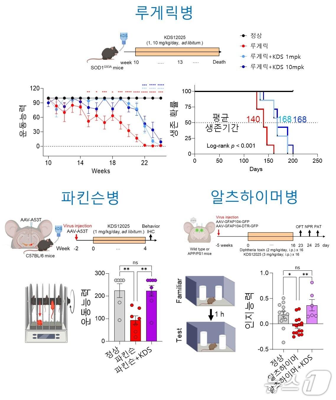 본문 이미지 - KDS12025의 치료 효능&#40;IBS 제공&#41; /뉴스1