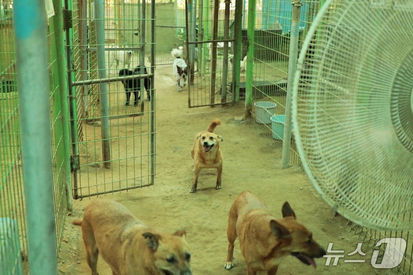 21일 울산 북구의 사설 유기동물 보호소.2025.8.21./뉴스1 ⓒ News1 김세은 기자