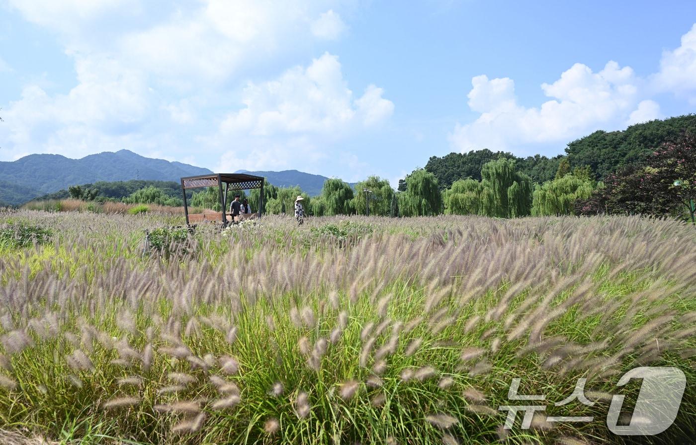 처서를 이틀 앞둔 21일 경남 거창군 남상면 거창창포원에 '가을의 전령'으로 불리는 수크령이 피어있다. (거창군 제공. 재판매 및 DB 금지) 2025.8.21/뉴스1