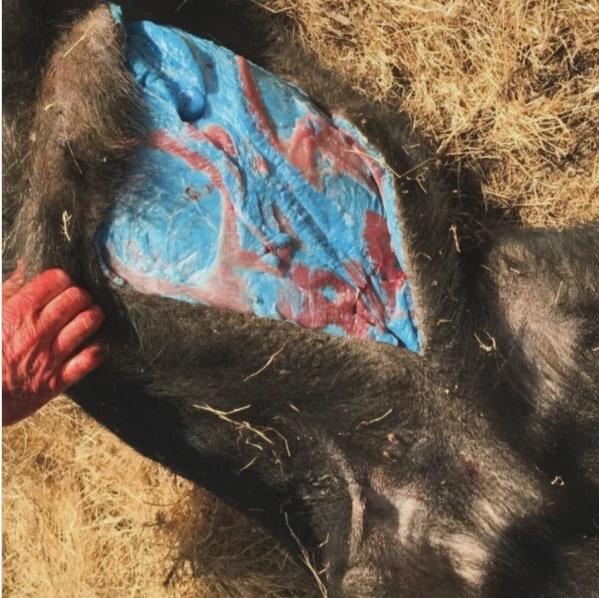 본문 이미지 - 속 살이 형광빛 푸른색이 멧돼지(인스타그램 'obeypropers') 