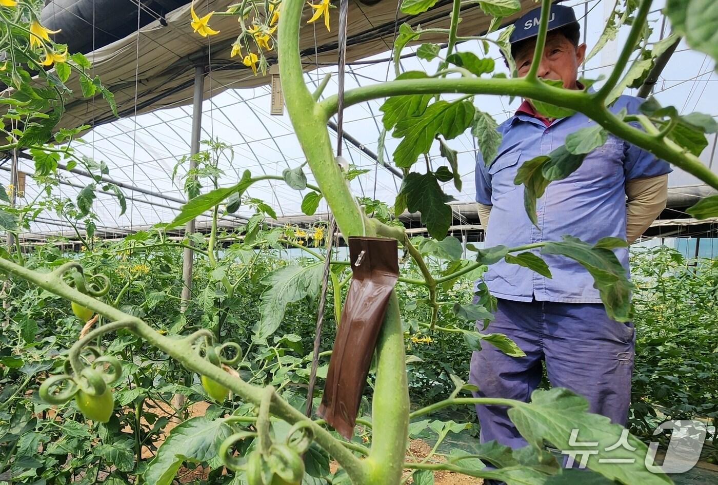 충북 괴산군의 토마토 재배 농가가 뿔나방 교미교란제를 설치한 뒤 상황을 살펴보고 있다.(괴산군 제공, 재판매 및 DB금지)/뉴스1