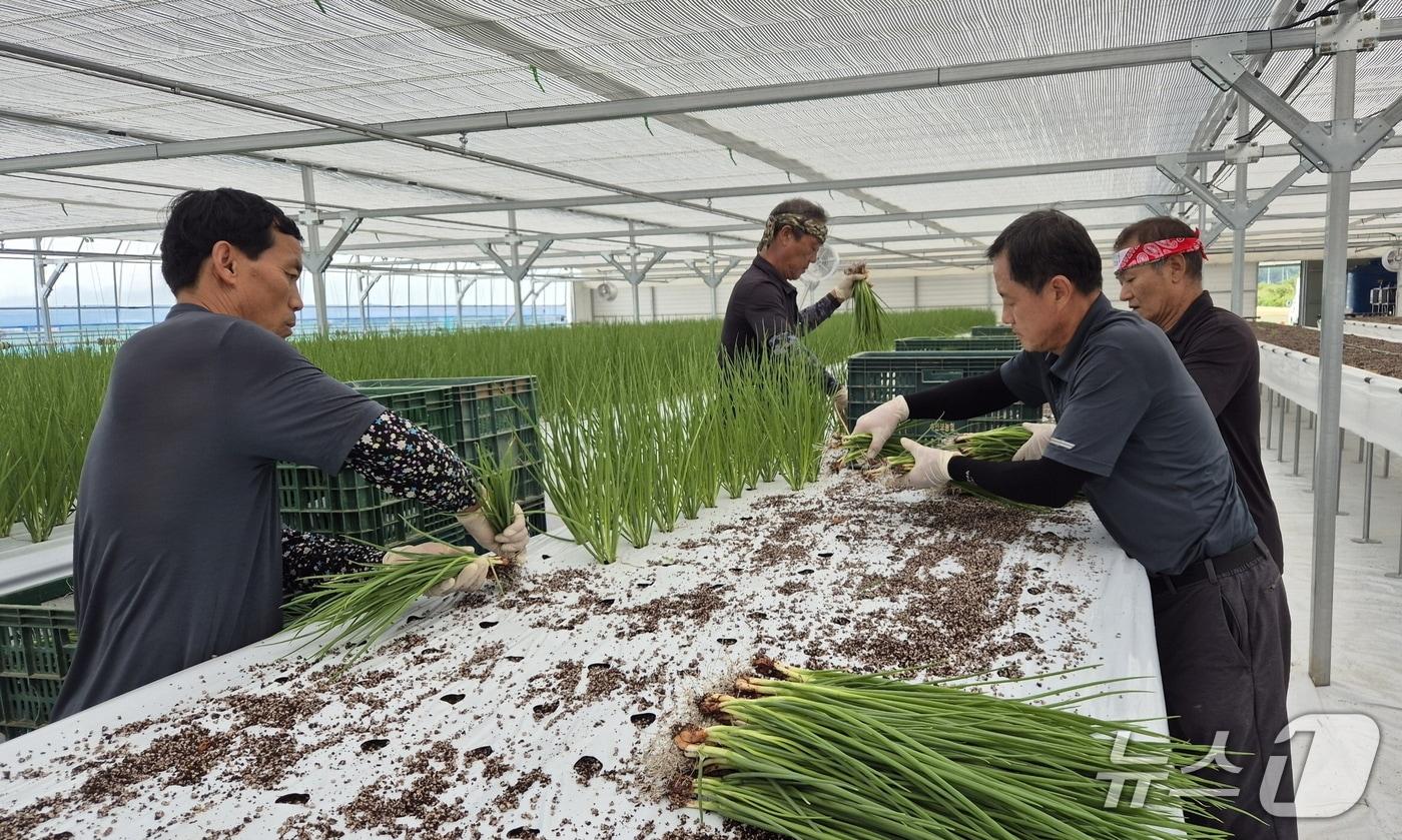 보은군이 조성한 양념채소 스마트팜에서 농업인들이 쪽파를 수확하고 있다. &#40;보은군 제공, 재판매 및 DB금지&#41; /뉴스1 