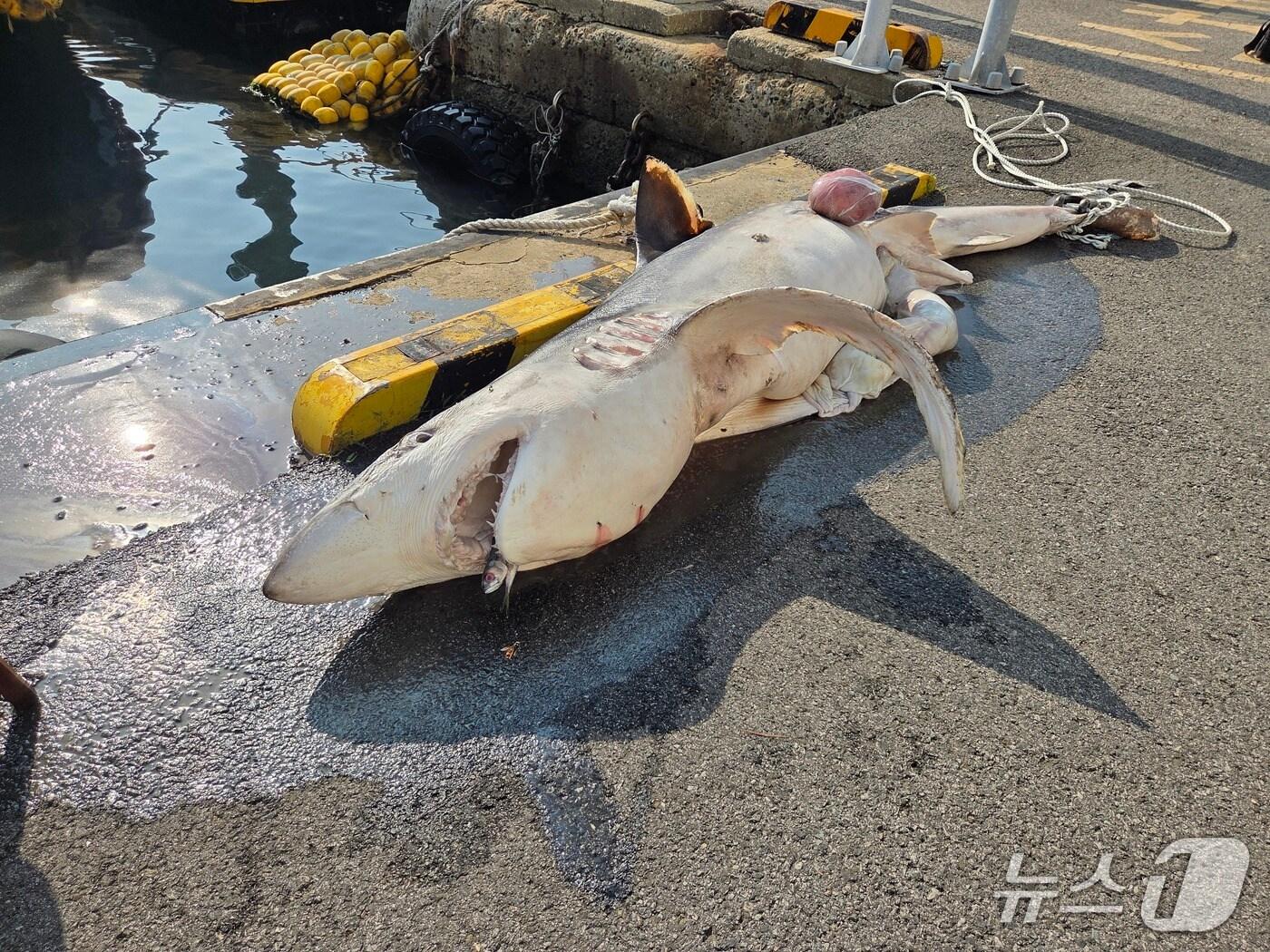 본문 이미지 - 해상에서 인양된 상어 사체.(부산해경 제공. 재판매 및 DB금지)