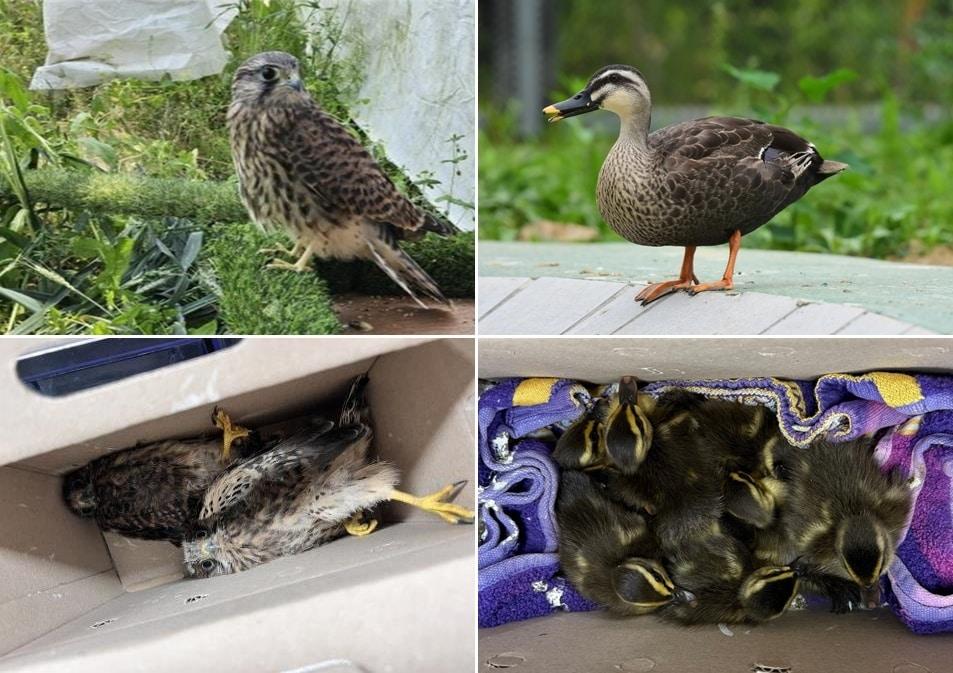 본문 이미지 - 세종서 구조된 황조롱이와 흰뺨검둥오리(오른쪽), 아래는 구조 당시 모습. (세종시 제공. 재판매 및 DB 금지)