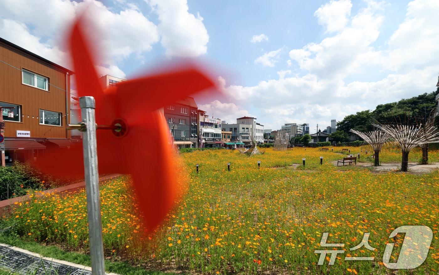 절기상 처서&#40;處暑&#41;를 하루 앞둔 22일 오후 경기 수원시 팔달구 화성행궁 인근에 황화코스모스가 만개해 있다. 2025.8.22/뉴스1 ⓒ News1 김영운 기자