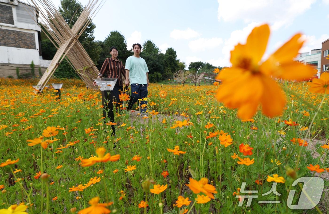 지난 22일 오후 경기 수원시 팔달구 화성행궁 인근에서 시민들이 활짝 핀 황화코스모스 사이를 거닐며 추억을 쌓고 있다. 2025.8.22/뉴스1 ⓒ News1 김영운 기자