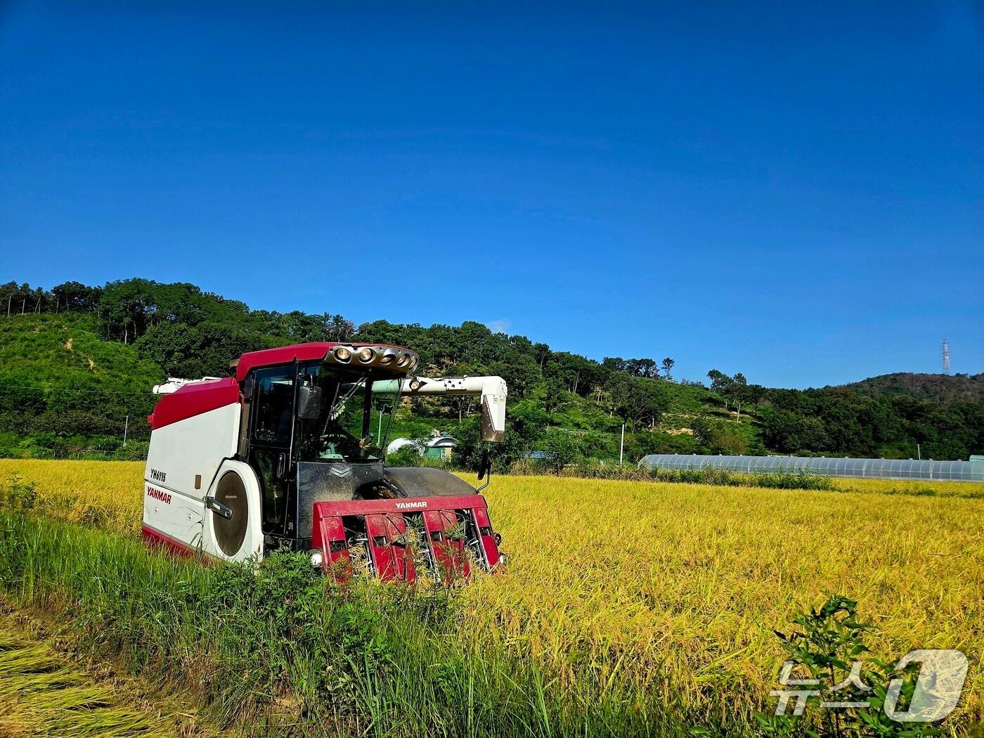 본문 이미지 - 지난 23일 대구 달성군은 첫 벼 베기 작업을 시작했다.(대구 달성군 제공.재판매 및 DB 금지)