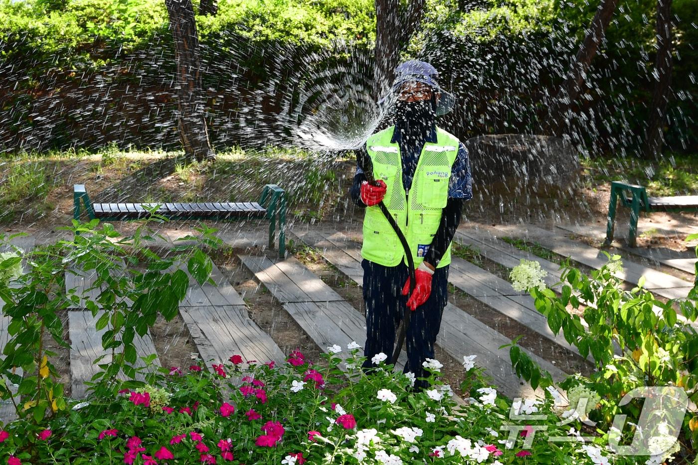 지난 25일 경북 포항시 전역에 폭염경보가 발효 중인 가운데 포항시청 앞 화단에서 공공 근로자들이 물을 주고 있다. 2025.8.25/뉴스1 ⓒ News1 최창호 기자