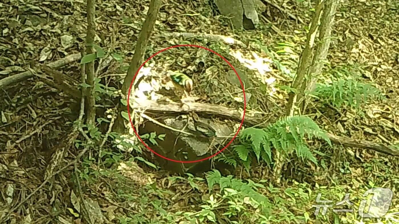 새끼에게 먹이를 주고 있는 팔색조.(한려해상국립공원사무소 제공. 재판매 및 DB금지)