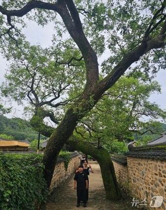 본문 이미지 - 산청 남사예담촌의 부부 회화나무.