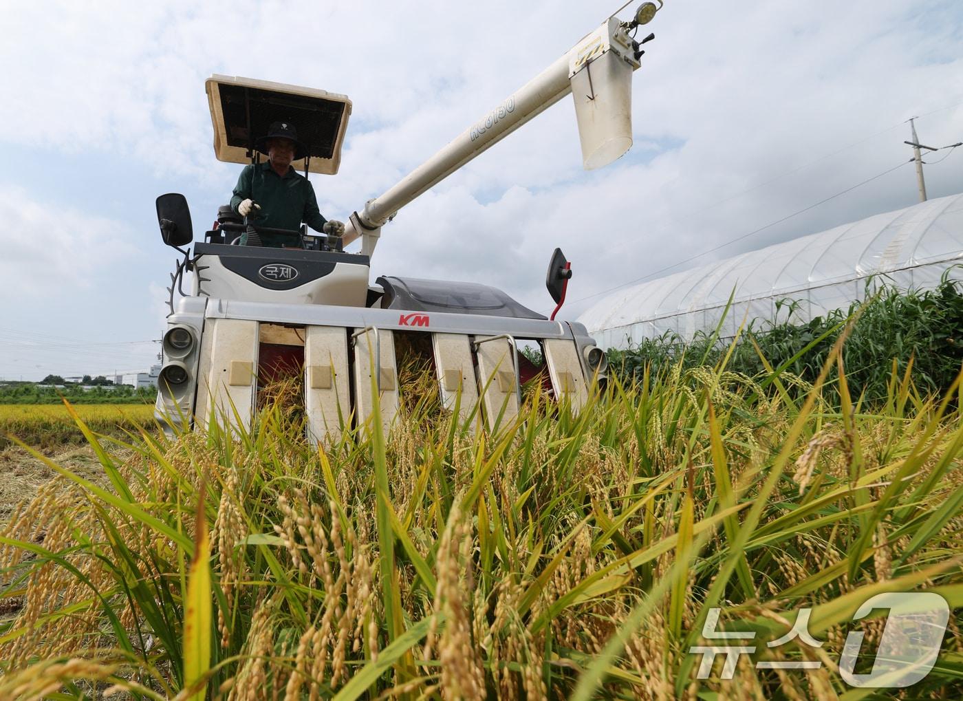 본문 이미지 - 경기 화성시 정남면의 한 논에서 농부들이 콤바인을 이용해 벼를 수확하고 있다. 2025.8.25/뉴스1 ⓒ News1 김영운 기자