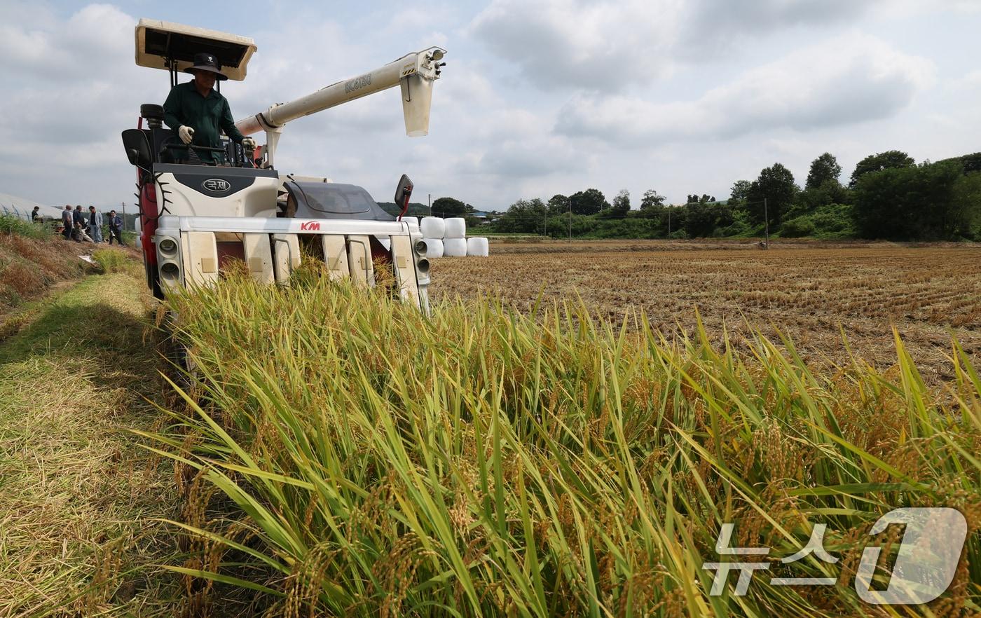 지난 8월 경기 화성시 정남면의 한 논에서 열린 &#39;2025년 첫 조생종 벼 수확&#39; 행사에서 관계자들이 콤바인을 이용해 벼를 수확하고 있다.ⓒ News1 김영운 기자