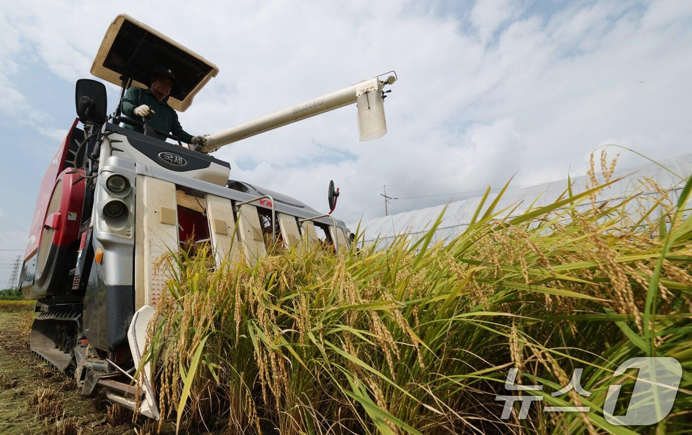 25일 오전 경기 화성시 정남면의 한 논에서 열린 '2025년 첫 조생종 벼 수확' 행사에서 관계자들이 콤바인을 이용해 벼를 수확하고 있다. 2025.8.25/뉴스1 ⓒ News1 김영운 기자