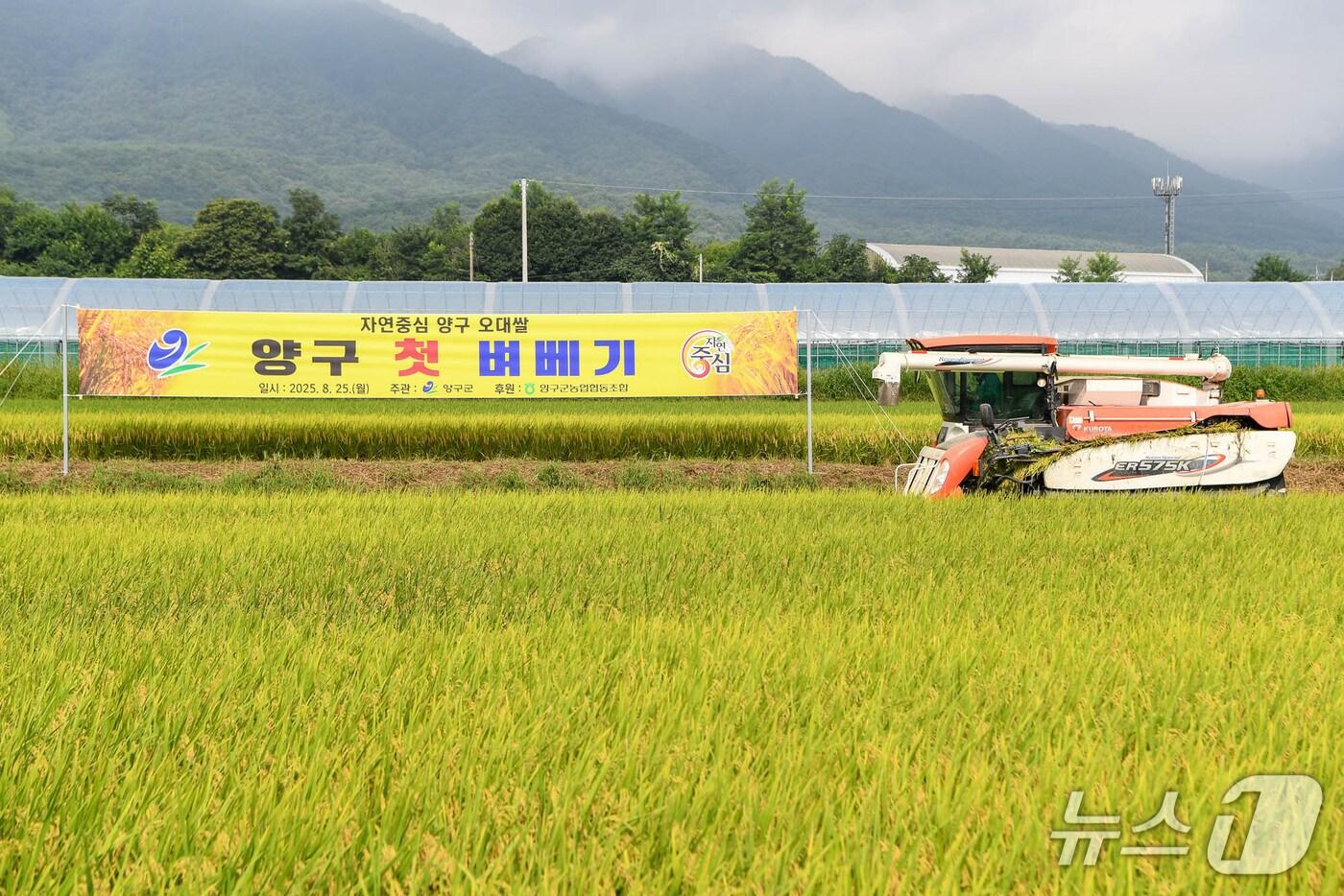 양구지역 첫 벼 베기.&#40;양구군 제공. 재판매 및 DB금지&#41;/뉴스1