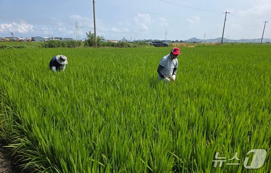 본문 이미지 - 전북 군산지역의 벼 병해충이 크게 감소한 것으로 나타났다.&#40;군산시농업기술센터 제공. 재판매 및 DB금지&#41;