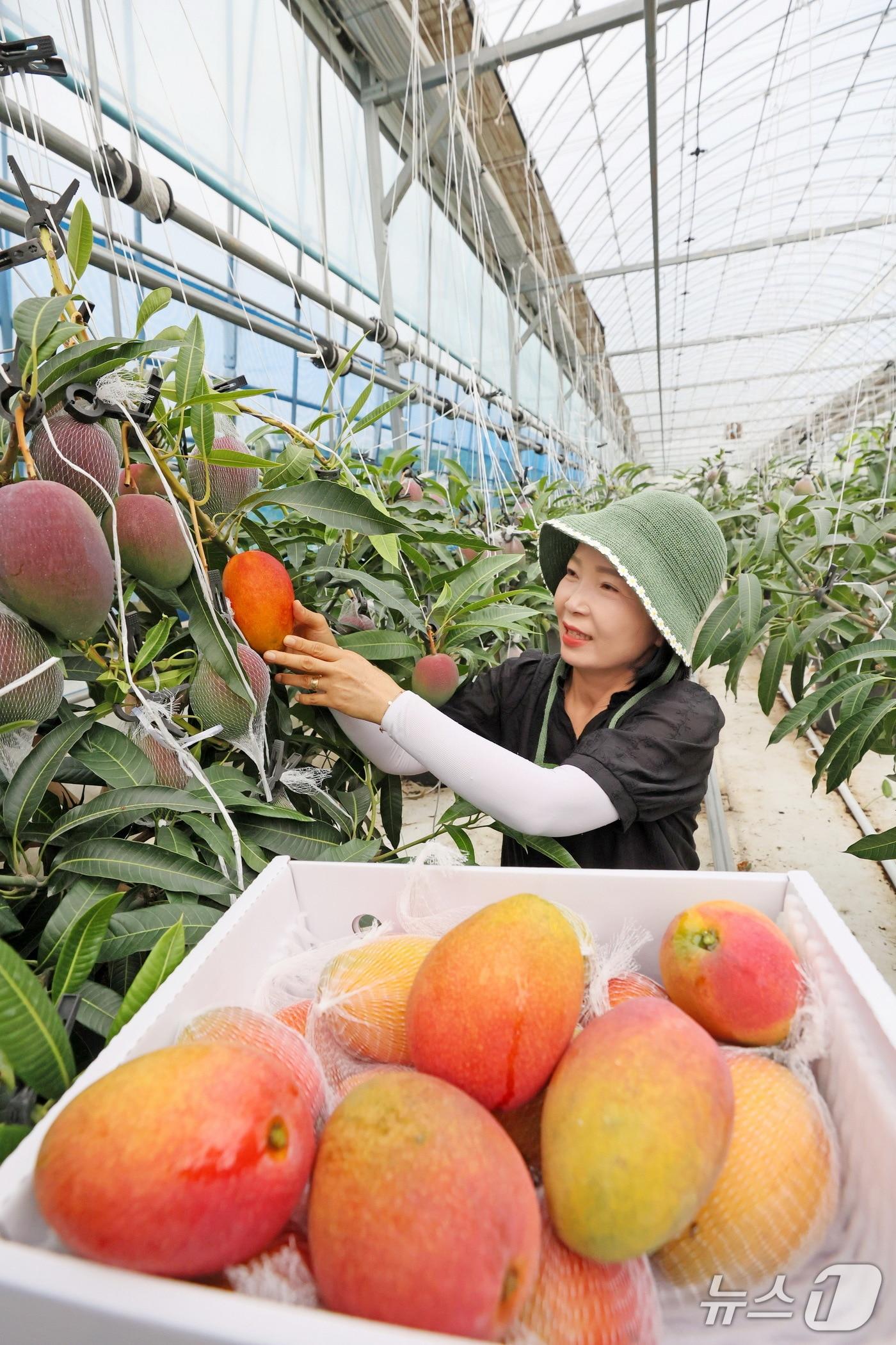 본문 이미지 - 전북 임실군이 기후변화와 농촌 고령화에 대응하기 위해 시범적으로 도입한 '애플망고'가 수확을 시작했다.(임실군제공. 재판매 및 DB금지)2025.8.25/뉴스1