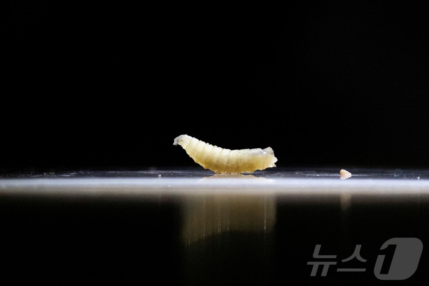 2025년 7월 4일, 멕시코 치아파스주 타파출라의 수의학 클리닉에서 오전에 채집된 나사 구더기 샘플이 전시되고 있다. 2025.07.04. ⓒ 로이터=뉴스1