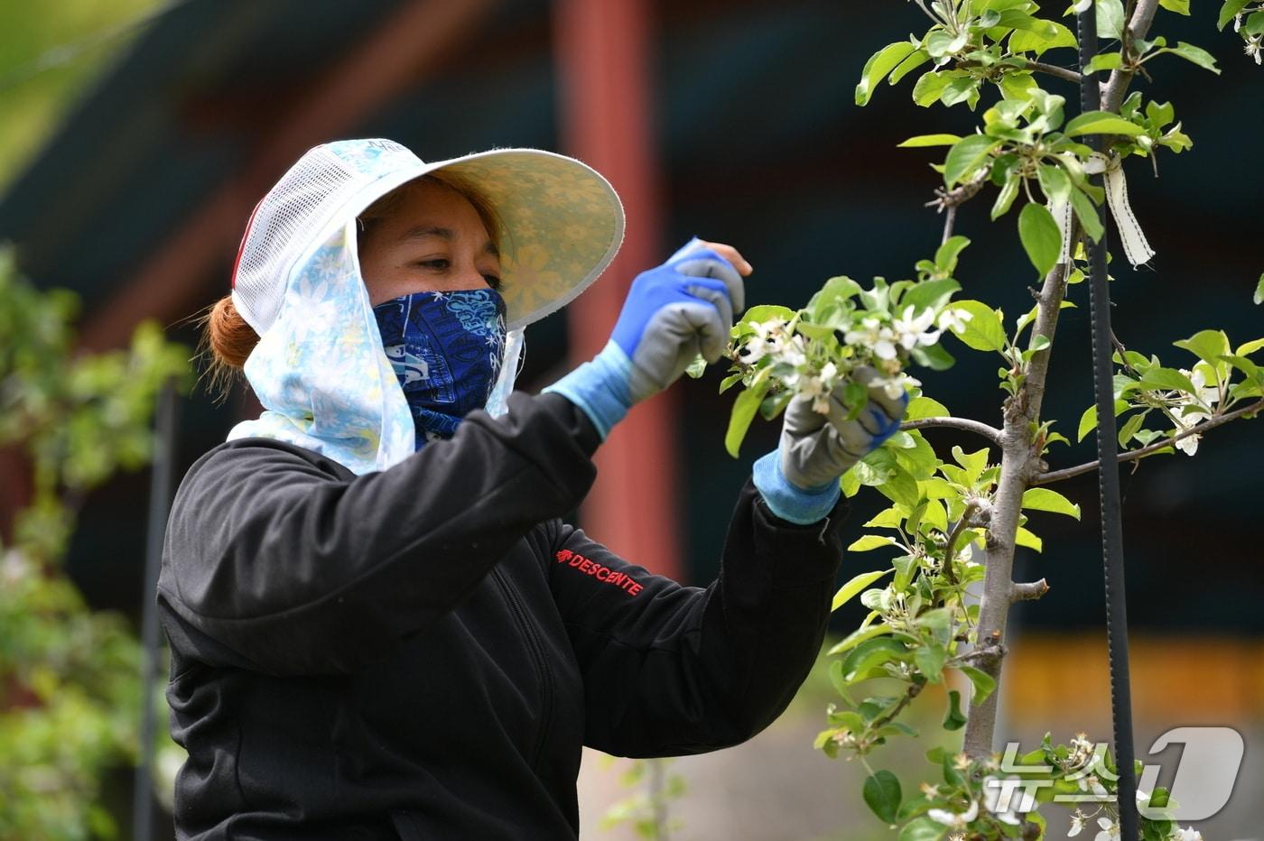 외국인 계절근로자가 농가의 일손을 돕고 있다.(영주시 제공.재판매 및 DB 금지)2025.8.25/뉴스1