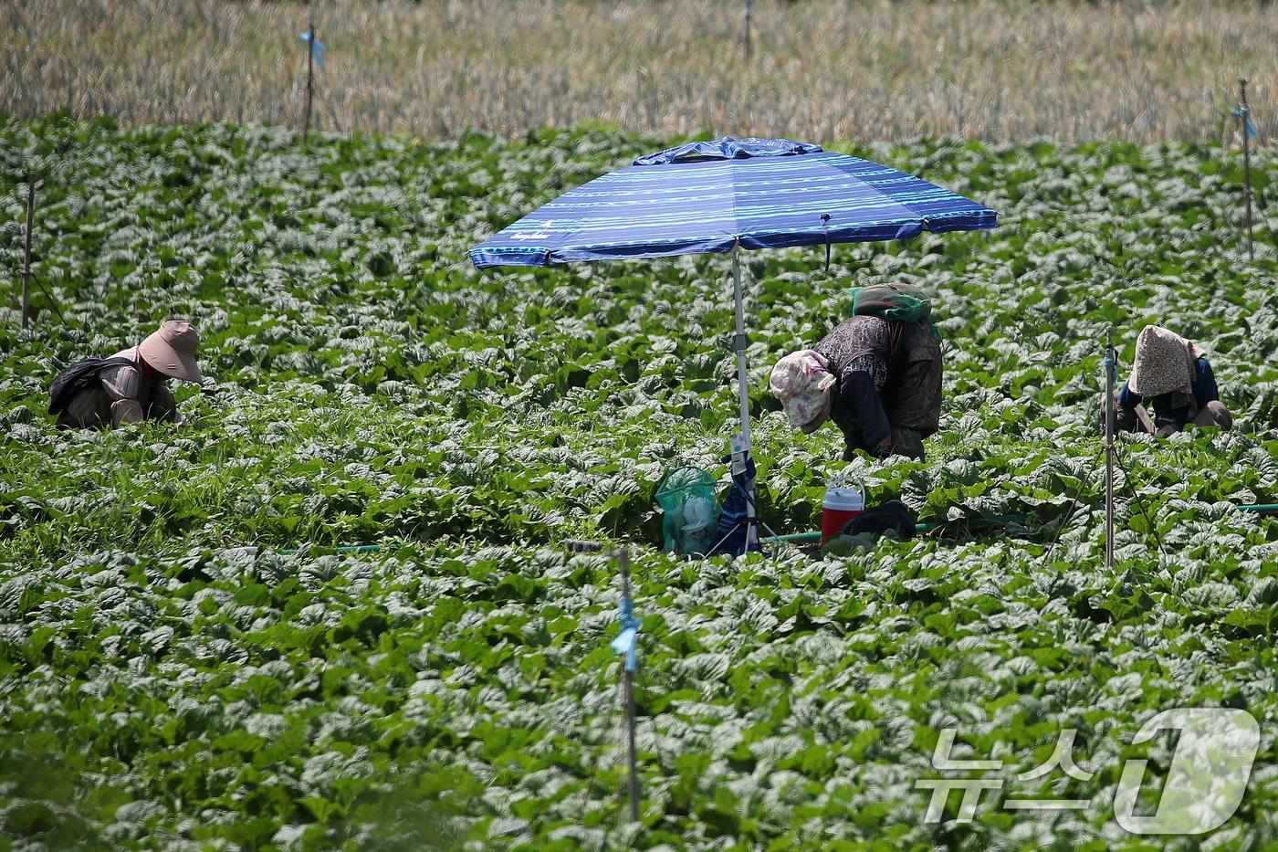 본문 이미지 - 처서가 지나도 폭염의 기세가 계속된 25일 경북 경산시 대정동 한 배추밭에서 농민들이 뙤약볕 아래 허리를 굽혀 밭일을 하고 있다. 2025.8.25/뉴스1 ⓒ News1 공정식 기자