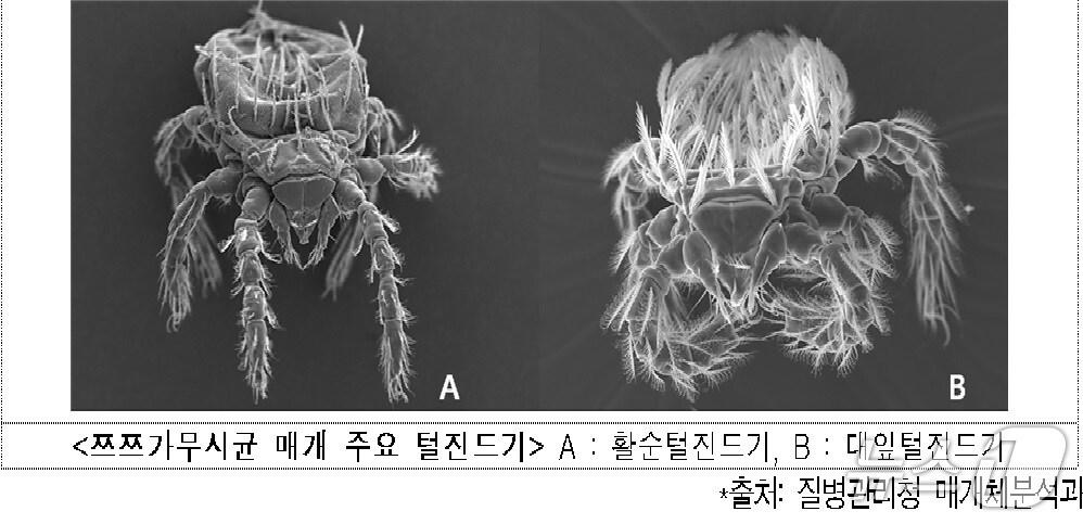 본문 이미지 - 쓰쓰가무시증의 원인이 될 수 있는 털진드기.(질병관리청 제공)