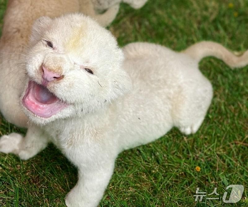 본문 이미지 - 7년간 방치됐다가 구조된 백사자 한쌍이 아기 사자 3마리를 출산했다.(대구 스파밸리 네이처파크 제공.재판매 및 DB 금지)