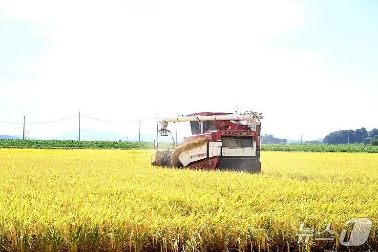 본문 이미지 - 국내 최초 남북 교배 품종 평원벼 수확 장면. (파주시 제공, 재판매 및 DB금지)
