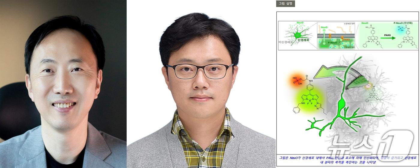 27일 포스텍&#40;포항공대&#41; 화학과 장영태 교수와 한국뇌연구원 신경회로 연구그룹 김범수 박사팀이 신경세포에 대한 &#39;NeuO&#39;&#40;뉴오&#41;의 선택적 메커니즘을 규명하는데 성공했다.&#40;장영태교수&#40;왼쪽&#41;, 김범수 박사.연구이미지, 포스텍 제공&#41; 2025.8.26/뉴스1