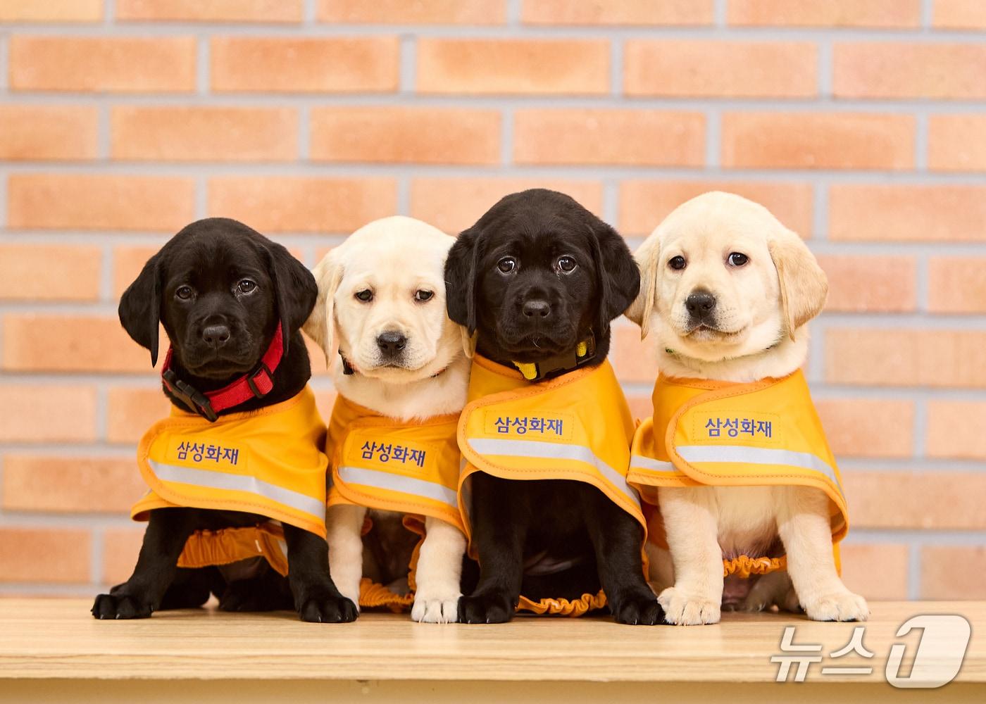 본문 이미지 - 26일 삼성화재는 경기도 용인 삼성화재 안내견학교에서 개교 32주년 기념식을 개최했다. 사진은 예비 안내견들 모습/사진제공=삼성화재