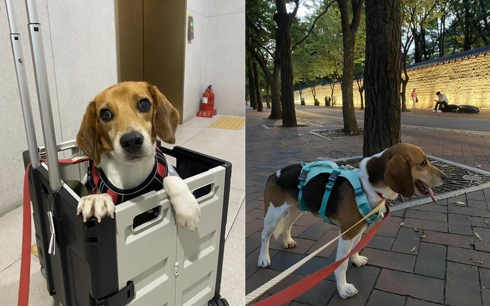 본문 이미지 - 산책을 못해 카트로 이동해야 했던 실험 비글 구조견 '다이아'는 임시 보호를 거쳐 산책을 즐길 수 있게 됐다(동행 제공). ⓒ 뉴스1