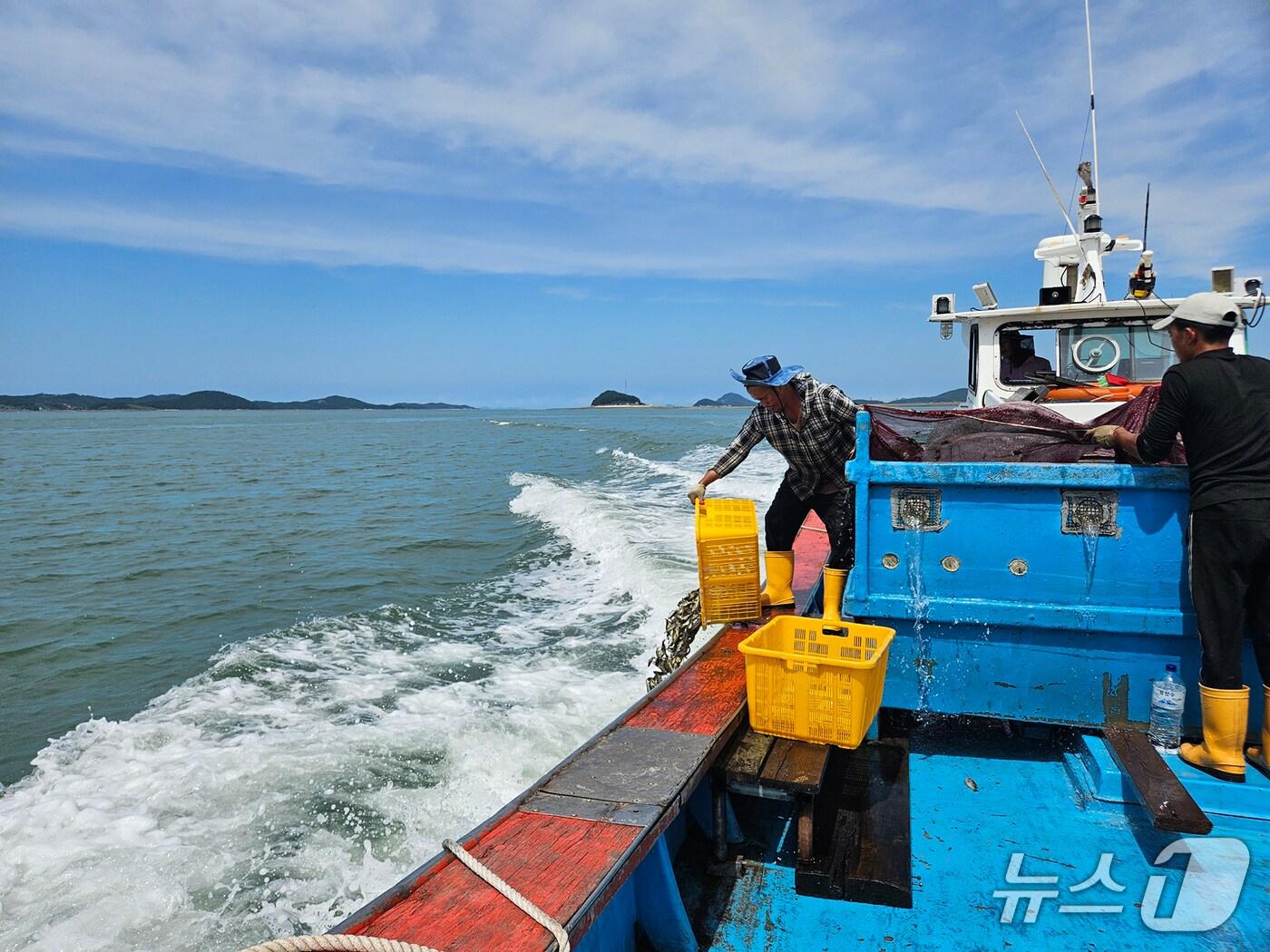 본문 이미지 - 26일 팔봉면 고파도리 해역에서 진행된 양식어류 긴급 방류 모습(서산시 제공. 재판매 및 DB금지)2025.8.26/뉴스1