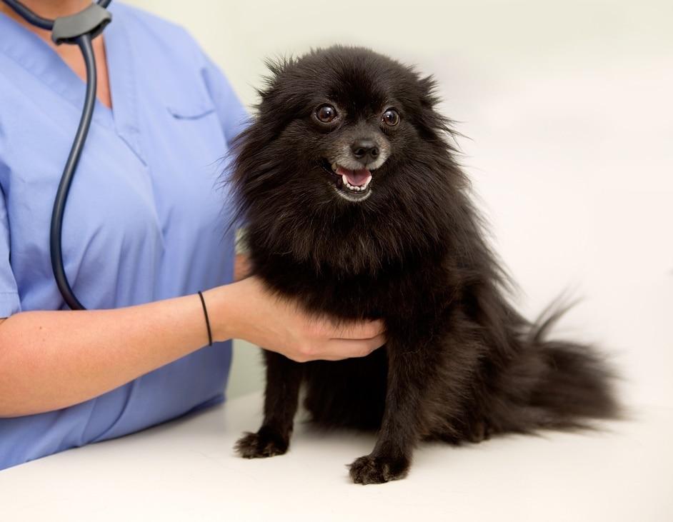 본문 이미지 - 반려견이 뚜렷한 외상 없이도 계속 절뚝거린다면 단순한 관절 통증이 아닐 수도 있다(사진은 기사 내용과 무관함, 이미지투데이). ⓒ 뉴스1