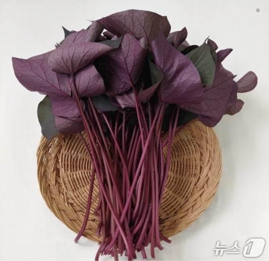 본문 이미지 - 청주시 농업기술센터가 조직배양으로 보급한 통채루.(청주시 제공. 재판매 및 DB금지)./뉴스1