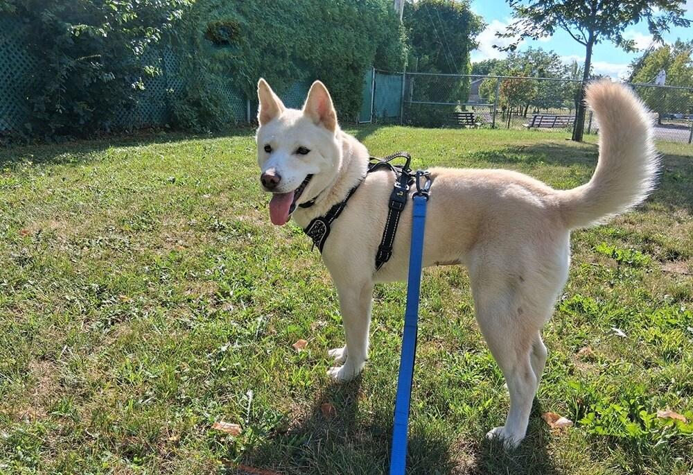 본문 이미지 - 지난 5월 휴메인 월드 포 애니멀즈가 충북 청주의 한 개농장에서 구조한 키위는 현재 캐나다에서 가족을 만났다&#40;휴메인 월드 포 애니멀즈 제공&#41;. ⓒ 뉴스1