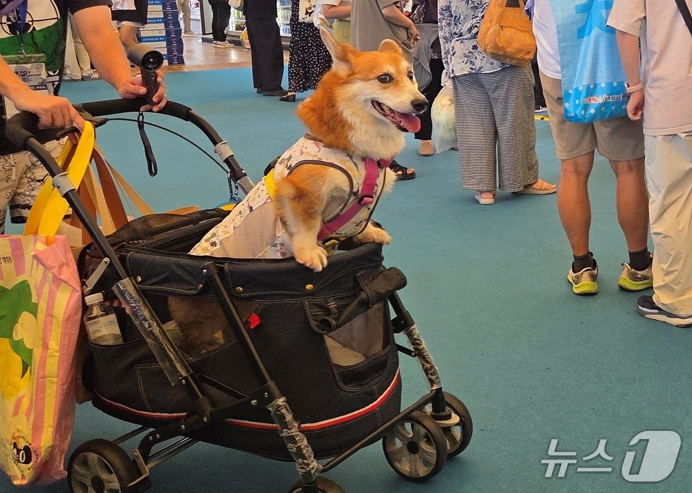 중국 상해에서 열린 '펫페어 아시아' 방문객이 22일 반려견을 유모차에 태우고 전시장을 구경하고 있다. ⓒ 뉴스1