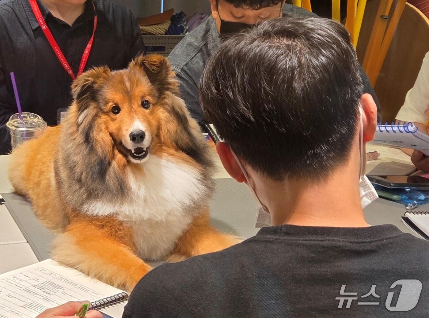 본문 이미지 - 25일 치 유니버시티 한국지부가 실시한 침술 교육에 참여한 실습견이 교육생과 교감하고 있다&#40;지부 제공&#41;. ⓒ 뉴스1