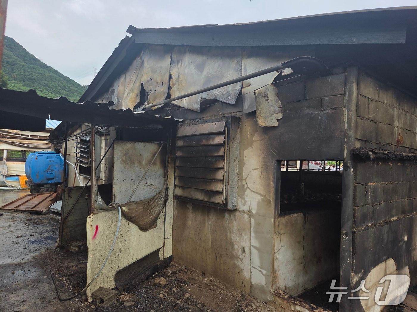 본문 이미지 - 임실 돈사 화재 현장.&#40;전북소방본부 제공. 재판매 및 DB금지&#41;