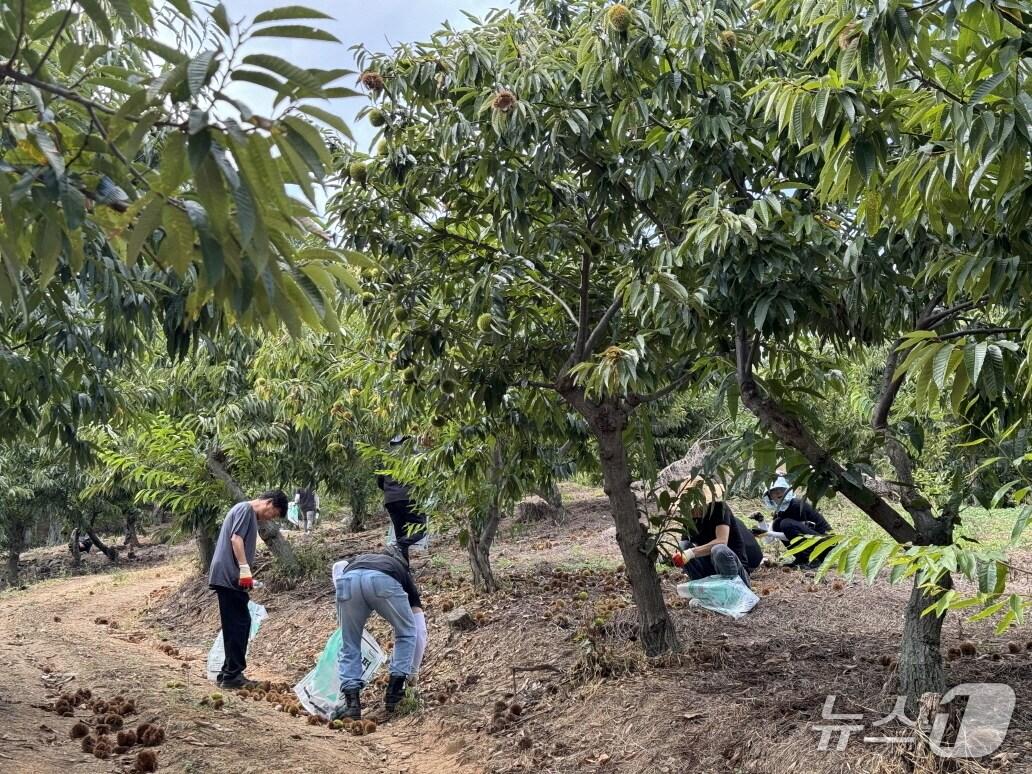 본문 이미지 - 공주시‘가을철 알밤줍기 봉사활동 및 체험행사’ 개최. (공주시 제공. 재판매 및 DB금지)2025.8.27/뉴스1