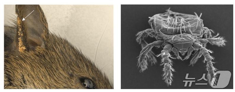 본문 이미지 - 설치류 체액을 흡혈하는 털진드기 유충과 전자현미경으로 본 털진드기 &#40;질병청 제공&#41; 2025.8.27/뉴스1