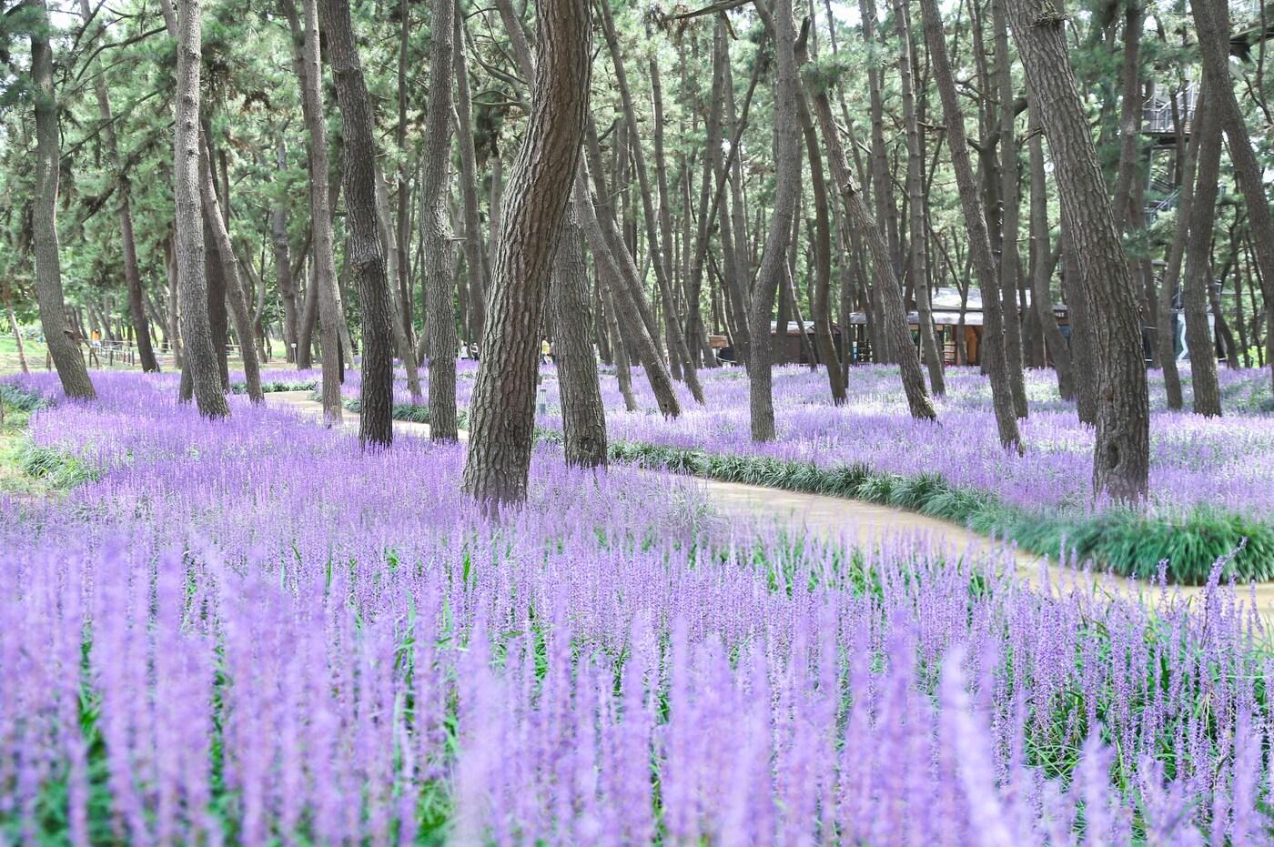맥문동꽃이 보라색으로 물든 모습.(서천군 제공. 재판매 및 DB금지)/뉴스1