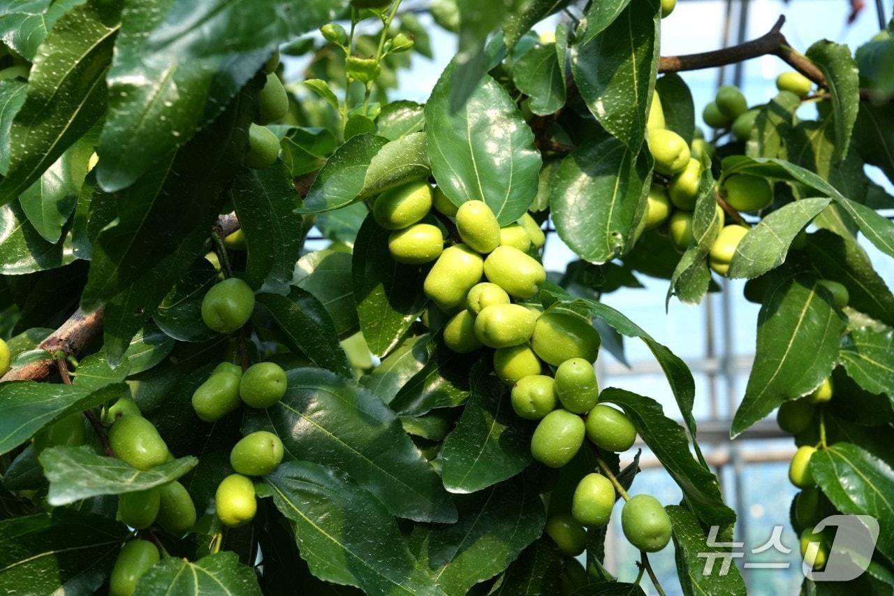 본문 이미지 - 수확철을 앞둔 충북 보은지역 대추 재배농가들이 풍년 농사 기대감에 부풀어 있다. 사진은 8월 27일 현재 보은대추  /뉴스1