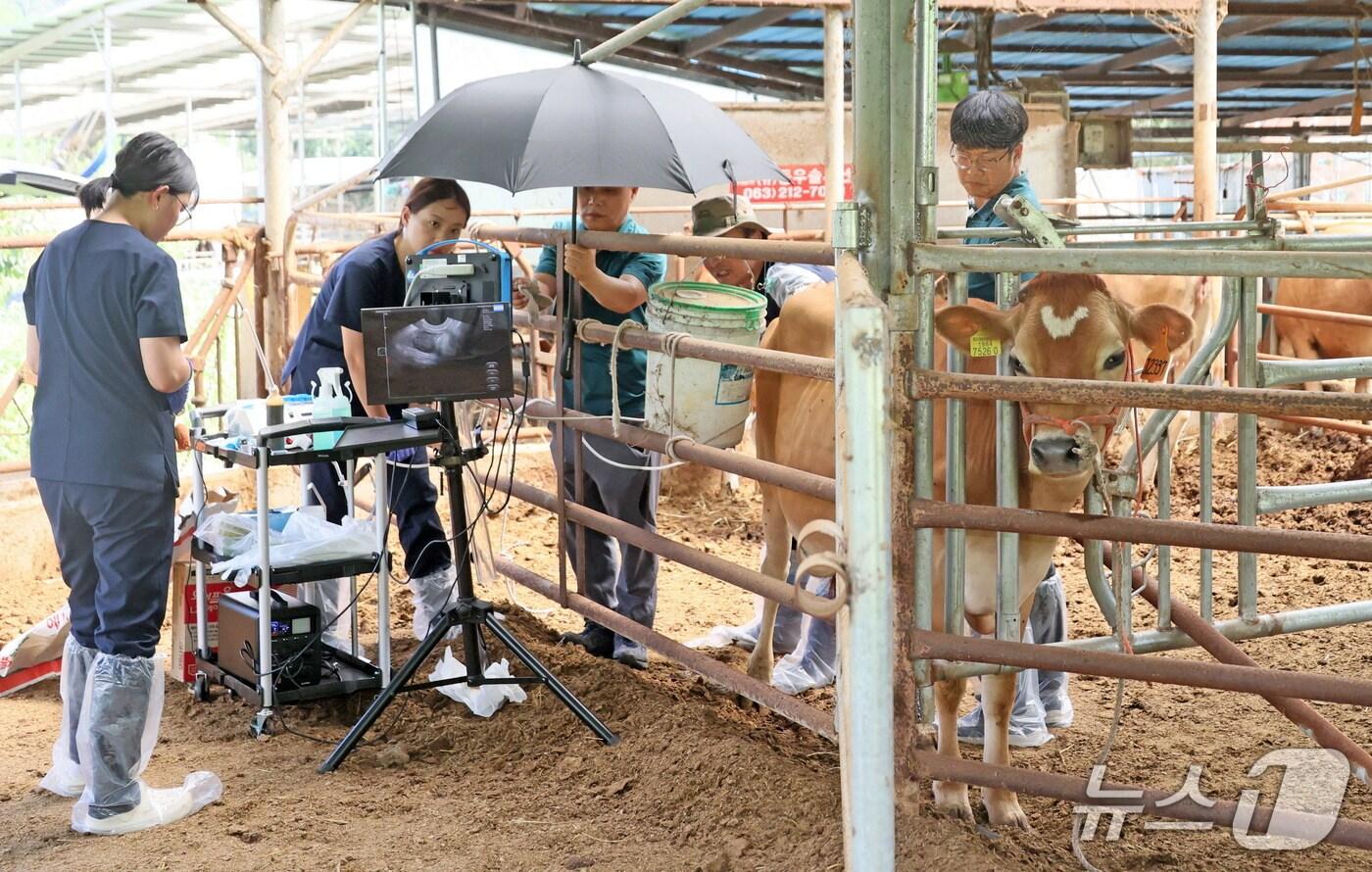 전북 임실군이 저지종 젖소 전문 목장에서 생채 난자 흡입술을 활용한 저지종 공란우 난자 채취를 본격적으로 시작했다.&#40;임실군제공. 재판매 및 DB금지&#41;2025.8.27/뉴스1